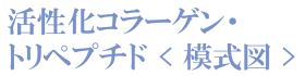 活性化コラーゲン・トリペプチド模式図