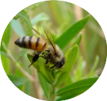 アフリカ蜂化ミツバチ
