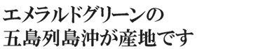 エメラルドグリーンの五島列島沖が産地です