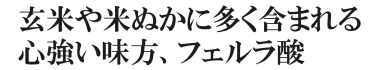 玄米や米ぬかに多く含まれる心強い味方、フェルラ酸