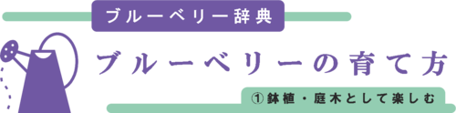 ブルーベリーの育て方・鉢植・庭木