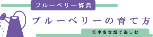 ブルーベリーの育て方・小さな畑