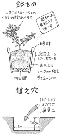 ブルーベリーの植え方