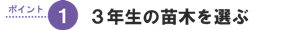3年生の苗木を選ぶ
