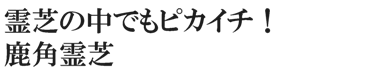 霊芝のなかでもピカイチ！鹿角霊芝